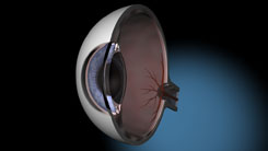 3D-Darstellung des menschlichen Auges im Schnitt