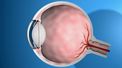 3D-Darstellung des menschlichen Auges im Schnitt