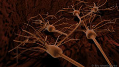 3D-Darstellung von Nervenzellen
