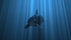 3D-Darstellung eines Wals